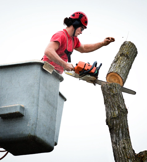 arborist on crain bucket cutting down tree