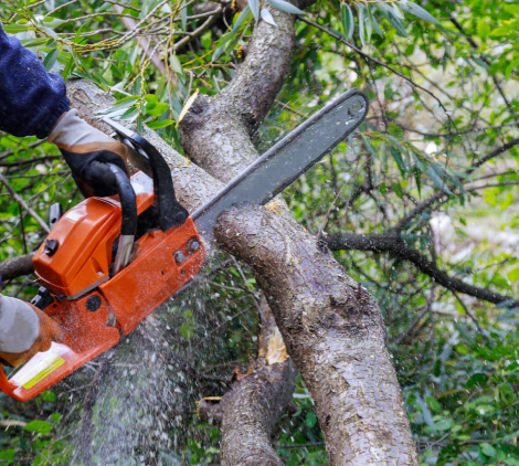 logger cutting tree branch with chainsaw