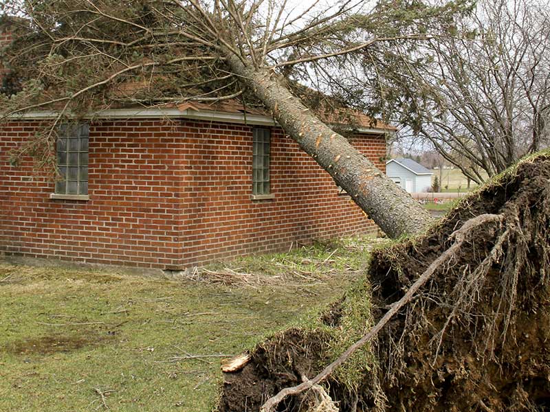 tree fallen on roof